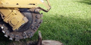 Stump grinding