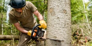 Tree cutting in progress