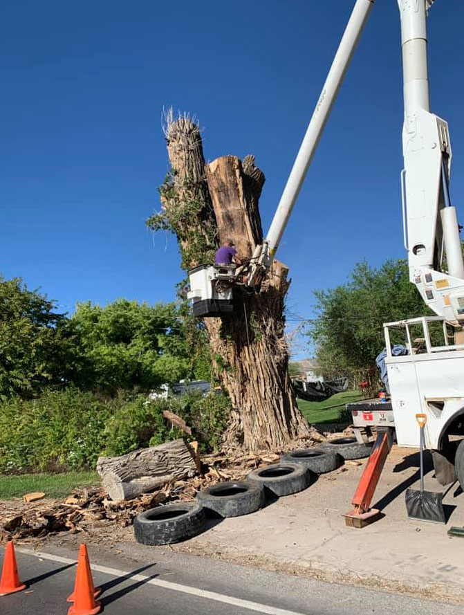 Tree Care Service in professionals cutting down a large Tree in sections